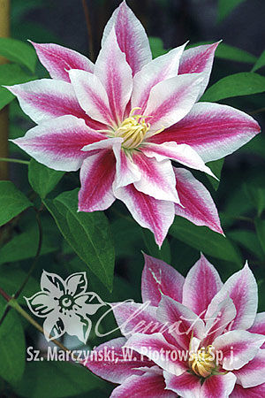 Клематис гибридный Андромеда